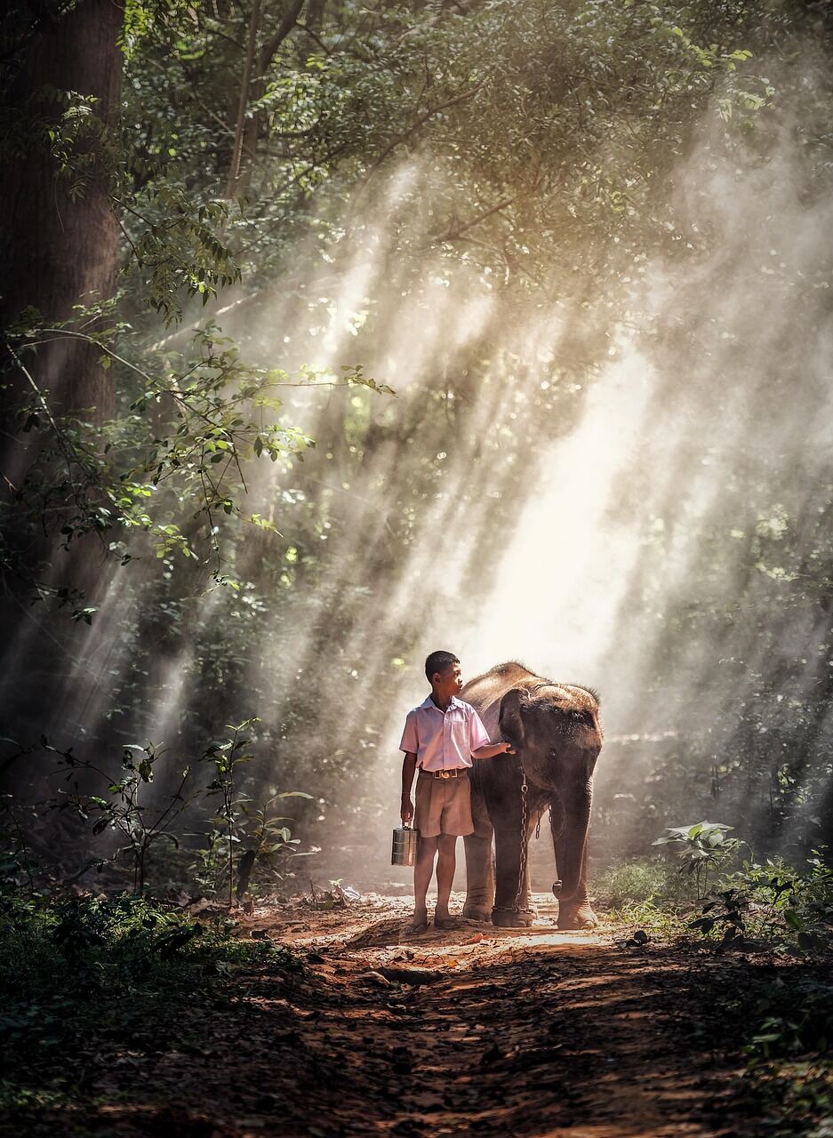 Witness wild elephants at dawn in Thailand’s oldest park